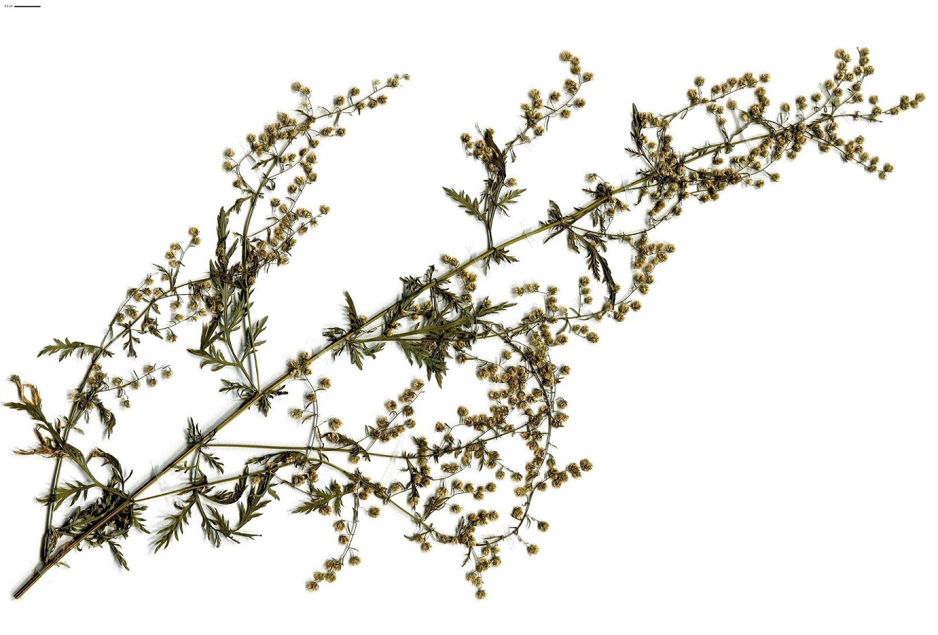 Artemisia annua (Asteraceae)